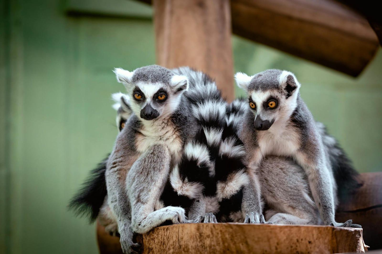 Lemurs, Madagascar