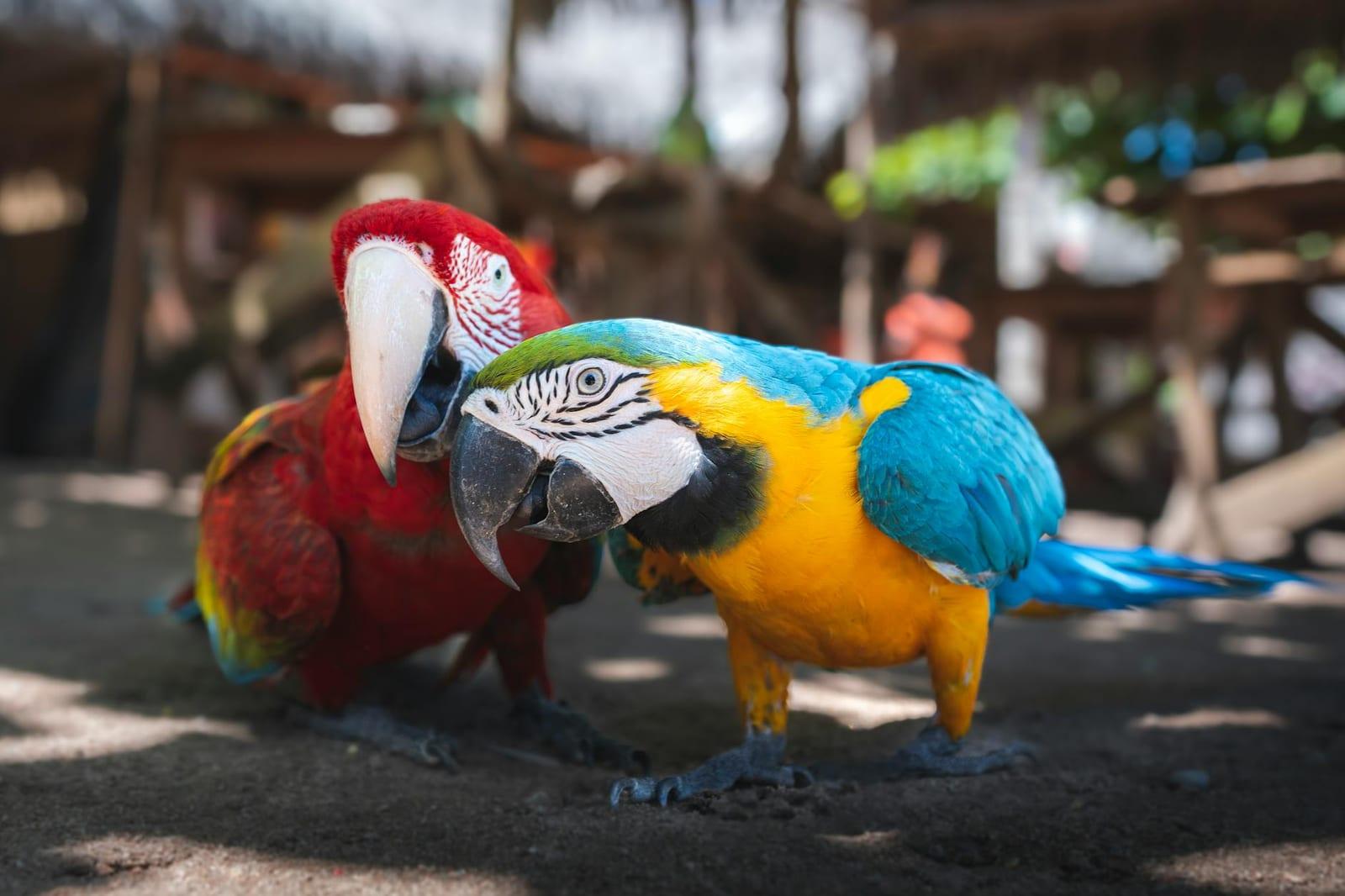 Macaws at a Clay Lick, Peru
