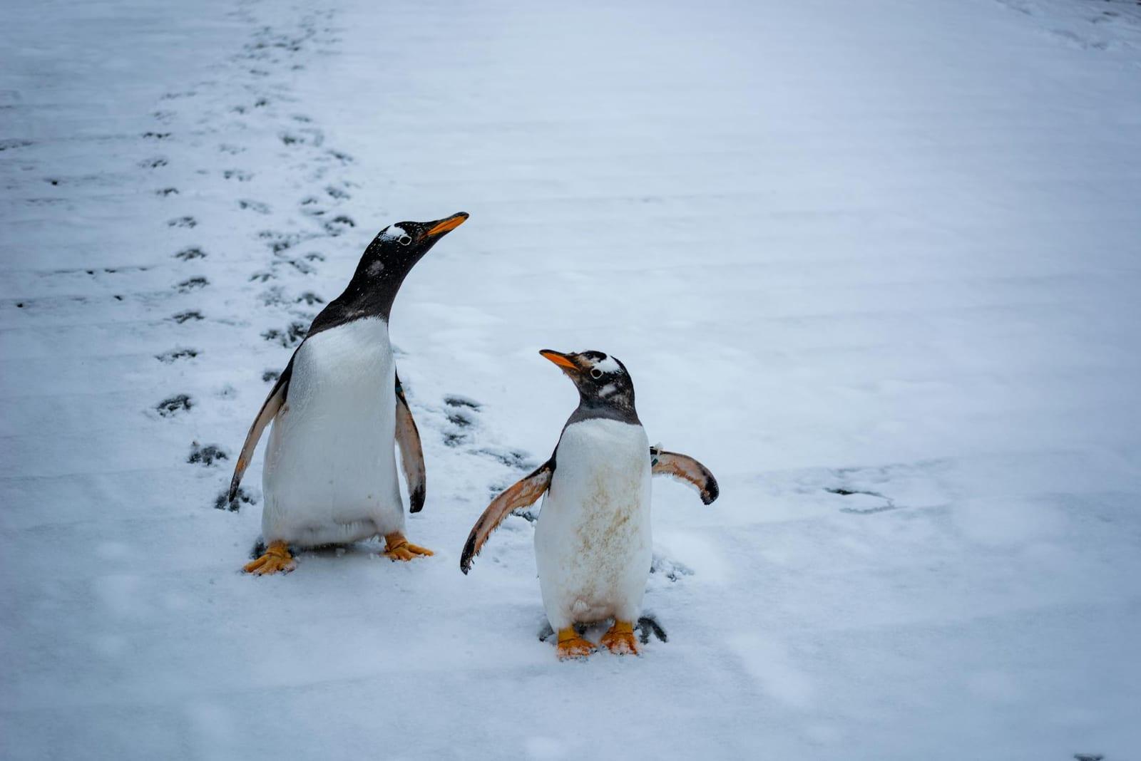 Penguins, Antarctica