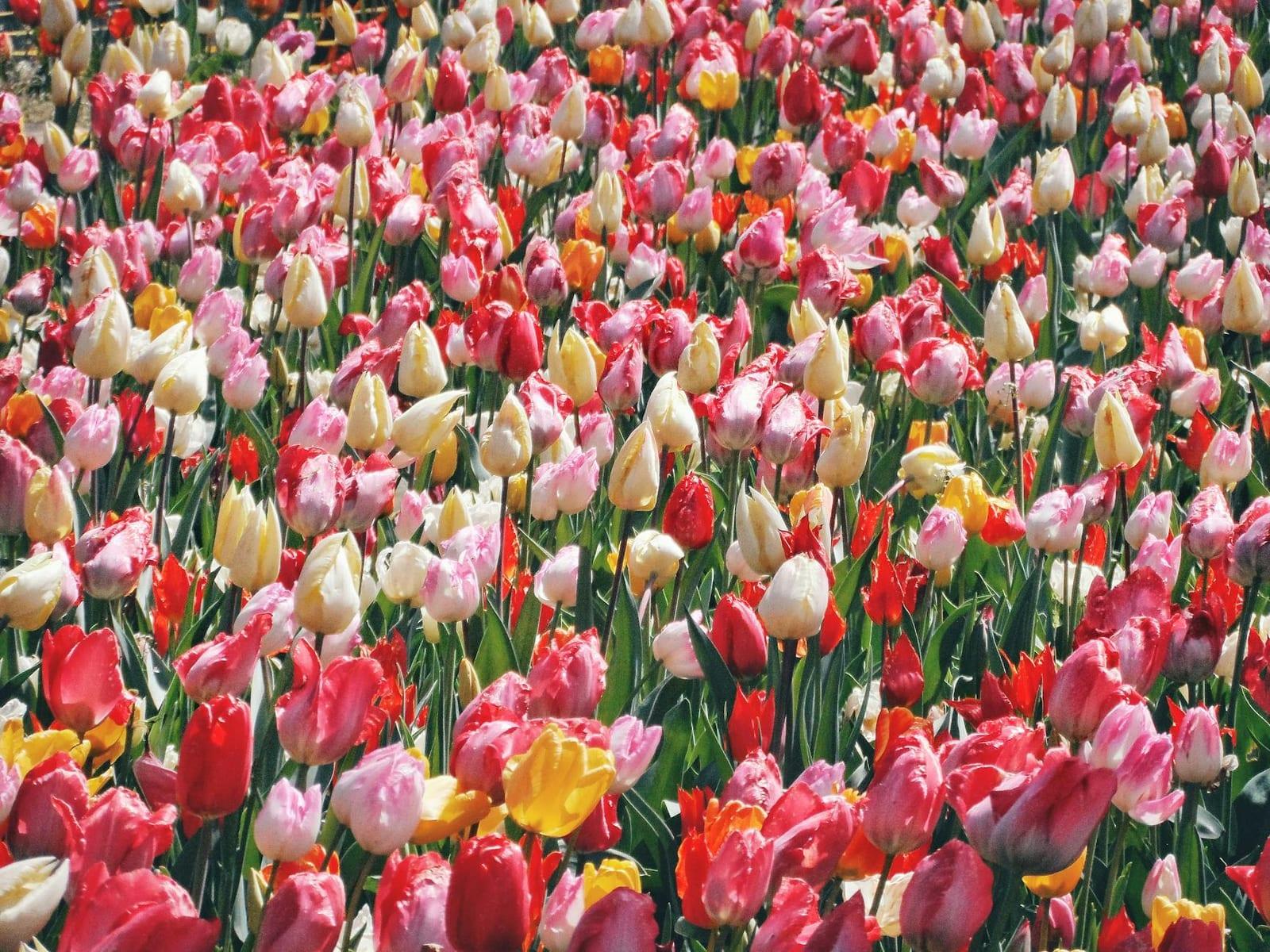 Tulip Festival, Netherlands