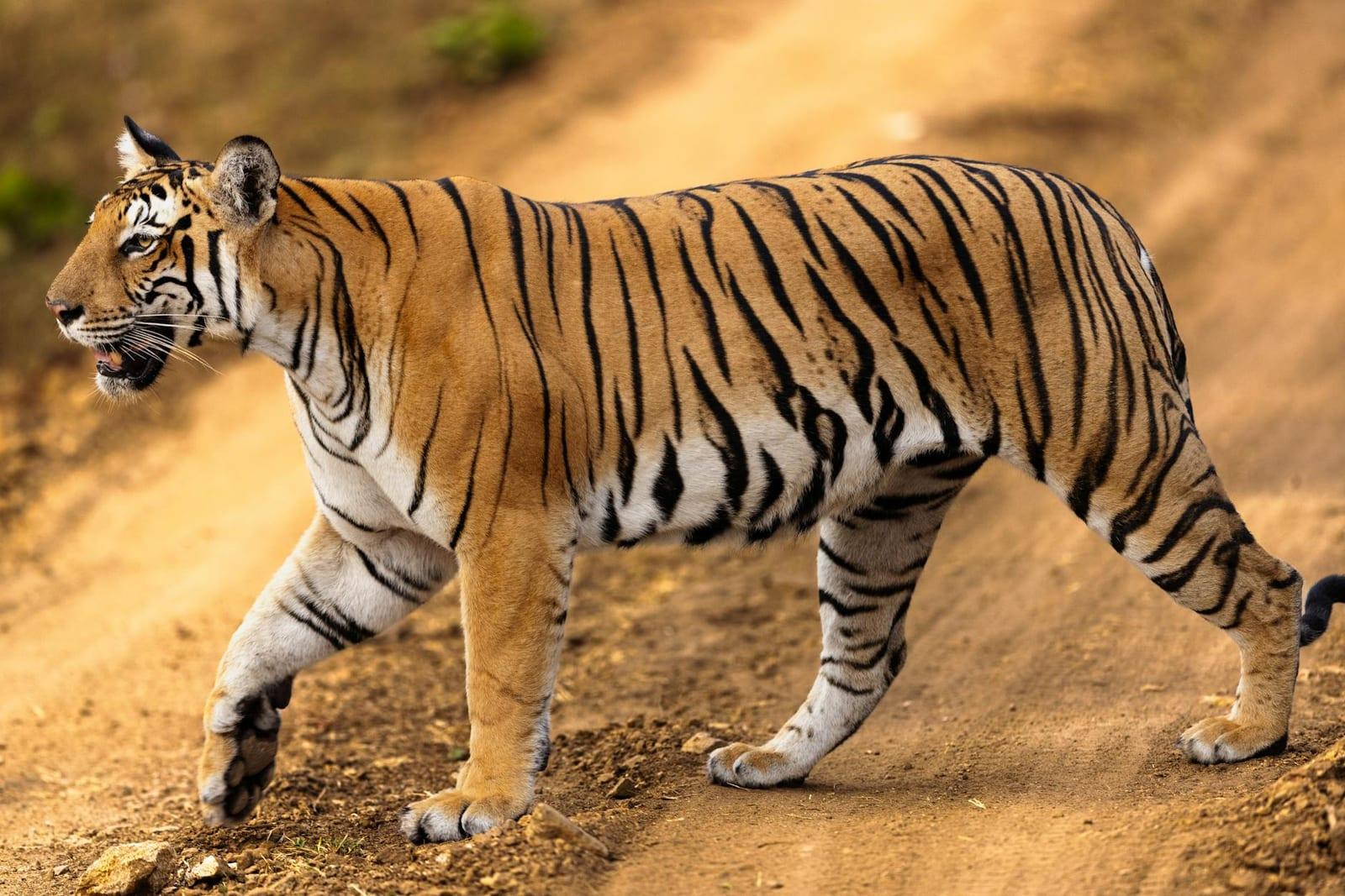 Tiger, India
