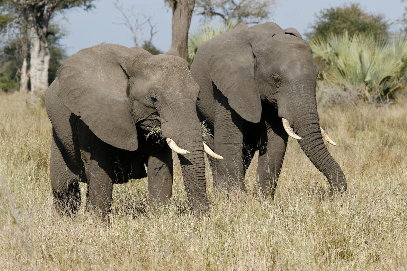 Elephants, Botswana