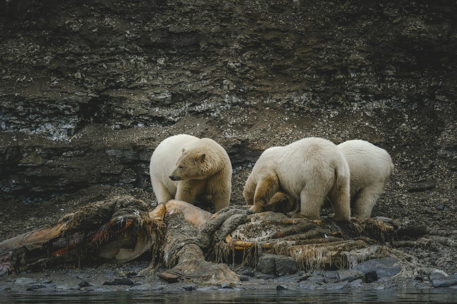 Polar Bears, Canada