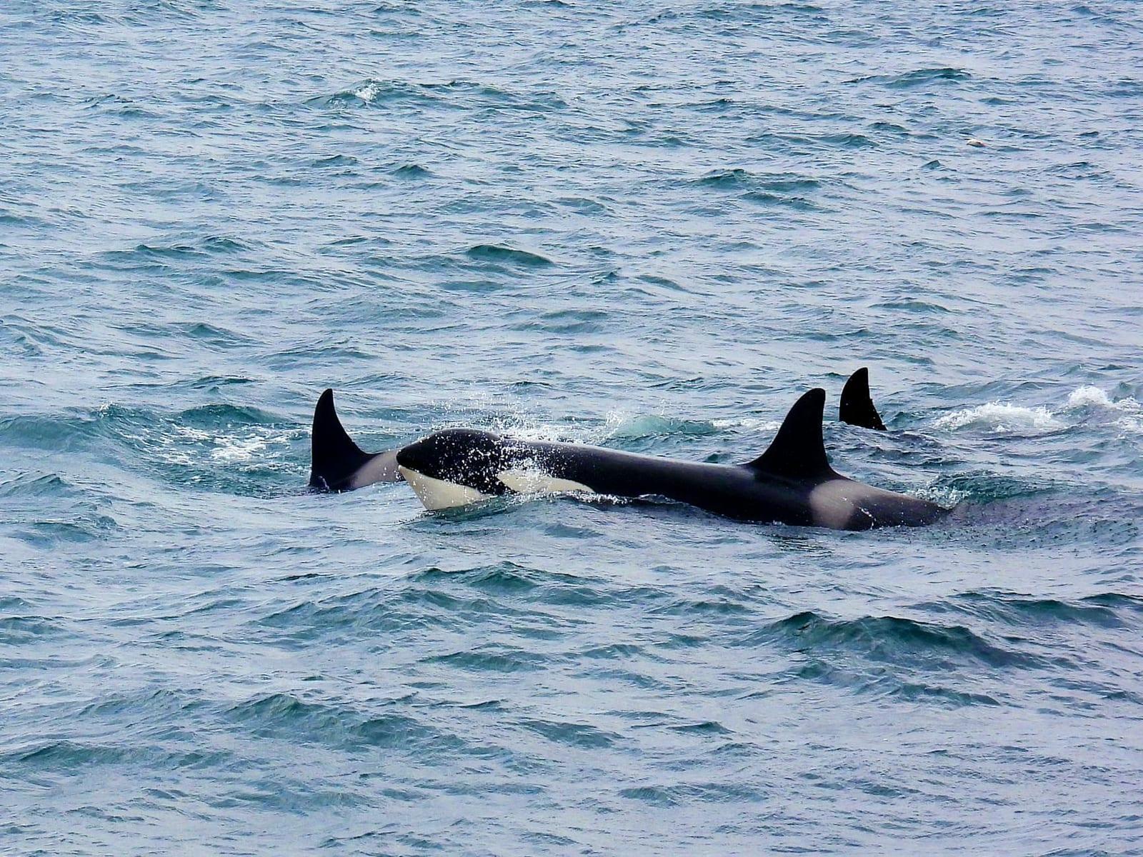 Whales, Iceland