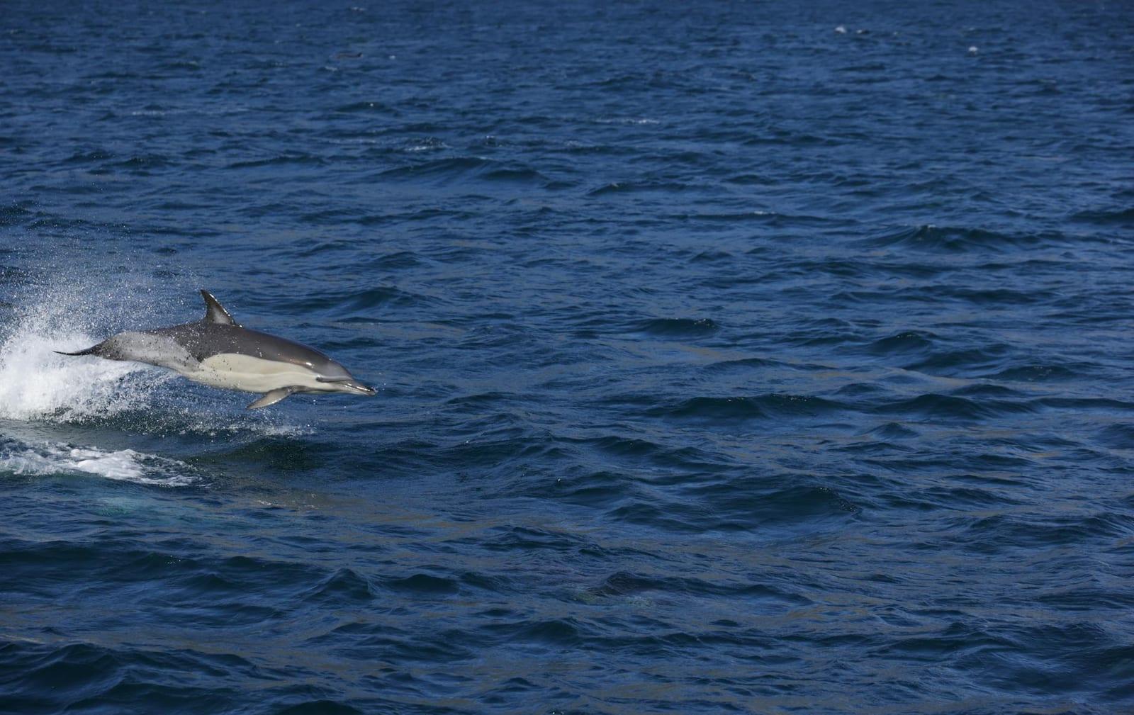 Dolphins, New Zealand