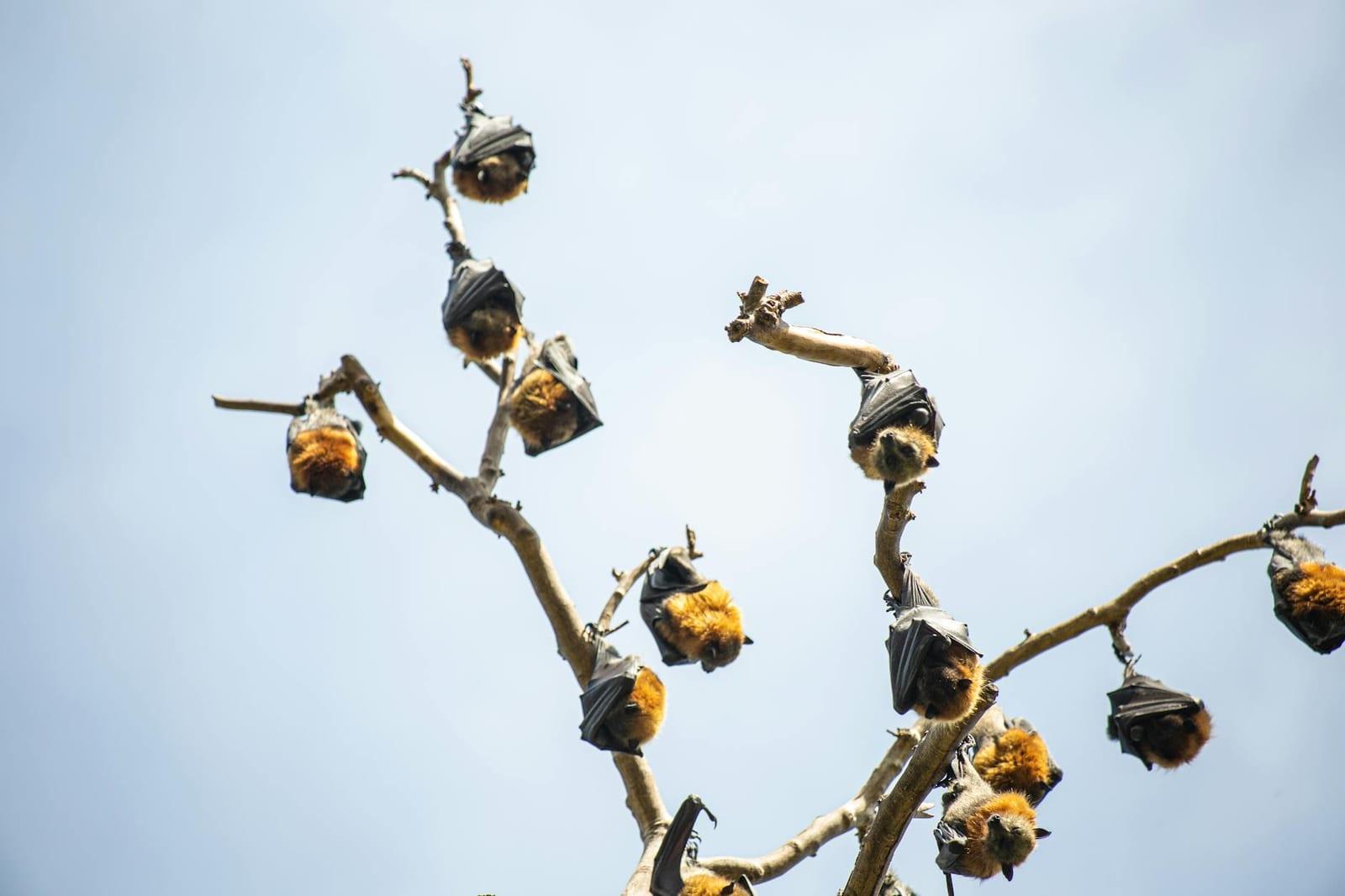 Fruit Bats, Zambia