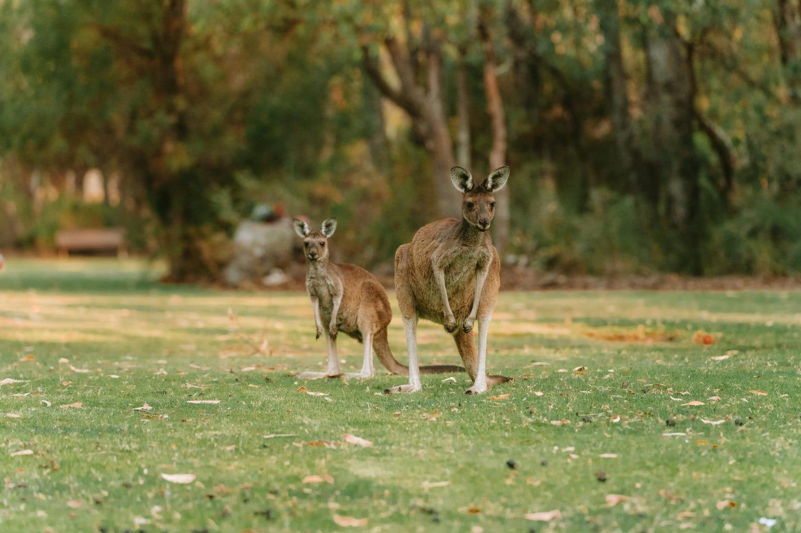 Kangaroos, Australia