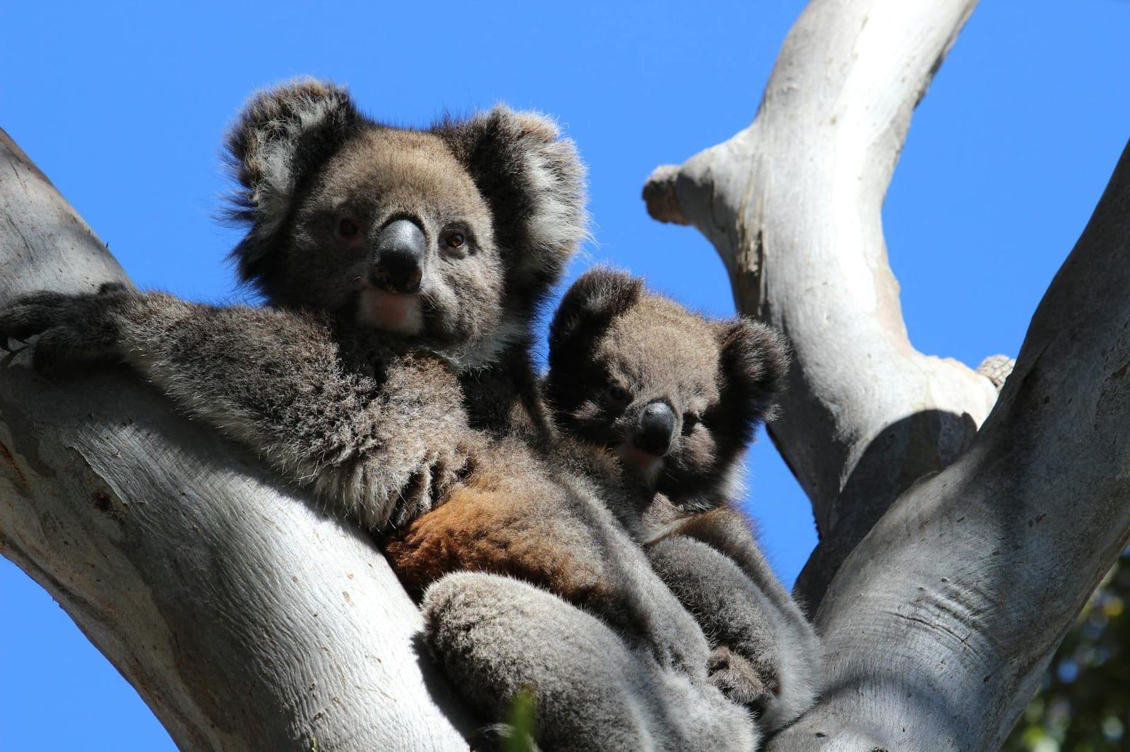 Koalas, Australia