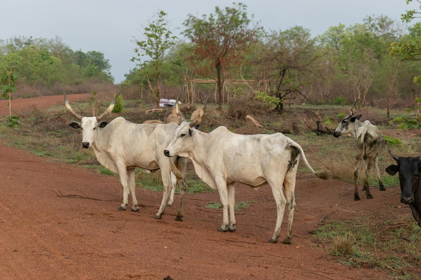 Pendjari National Park, Benin