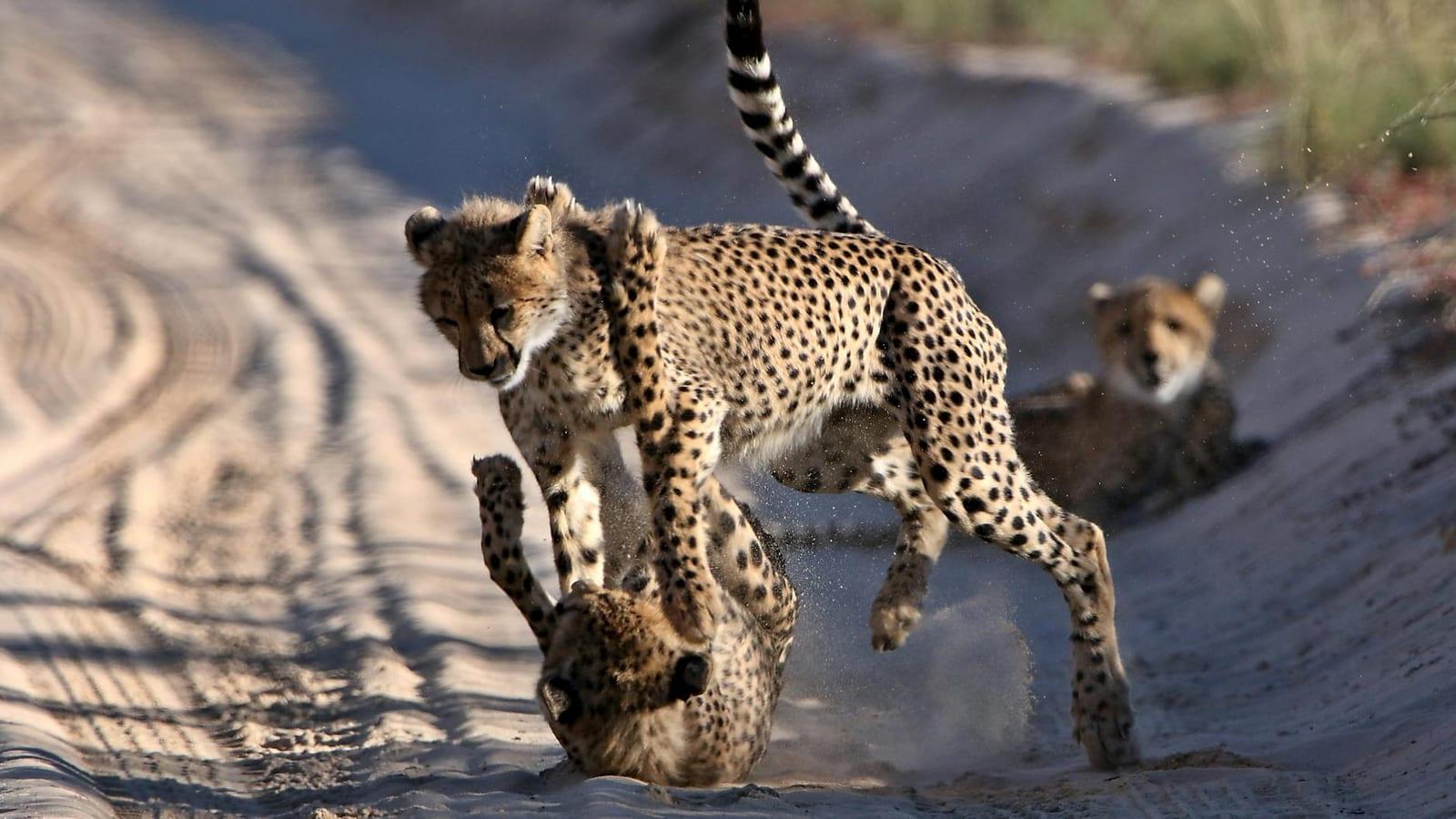 Central Kalahari Game Reserve, Botswana