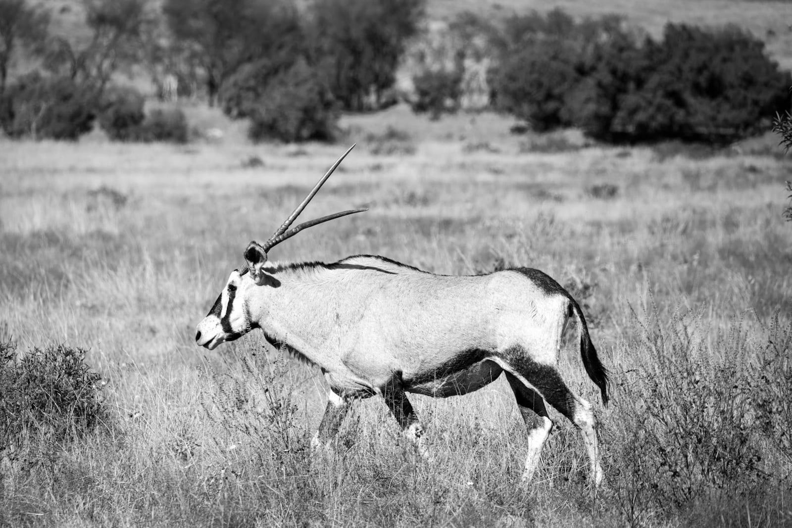 Gemsbok National Park, Botswana