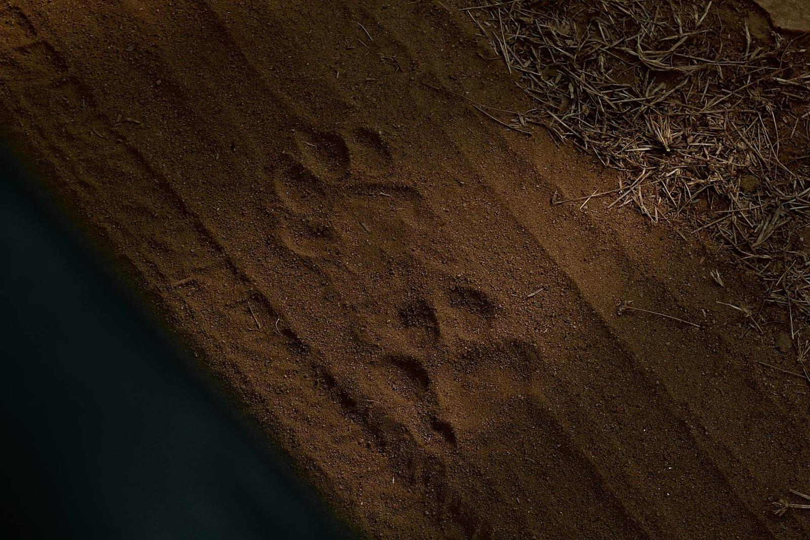 Matsieng Footprints, Botswana