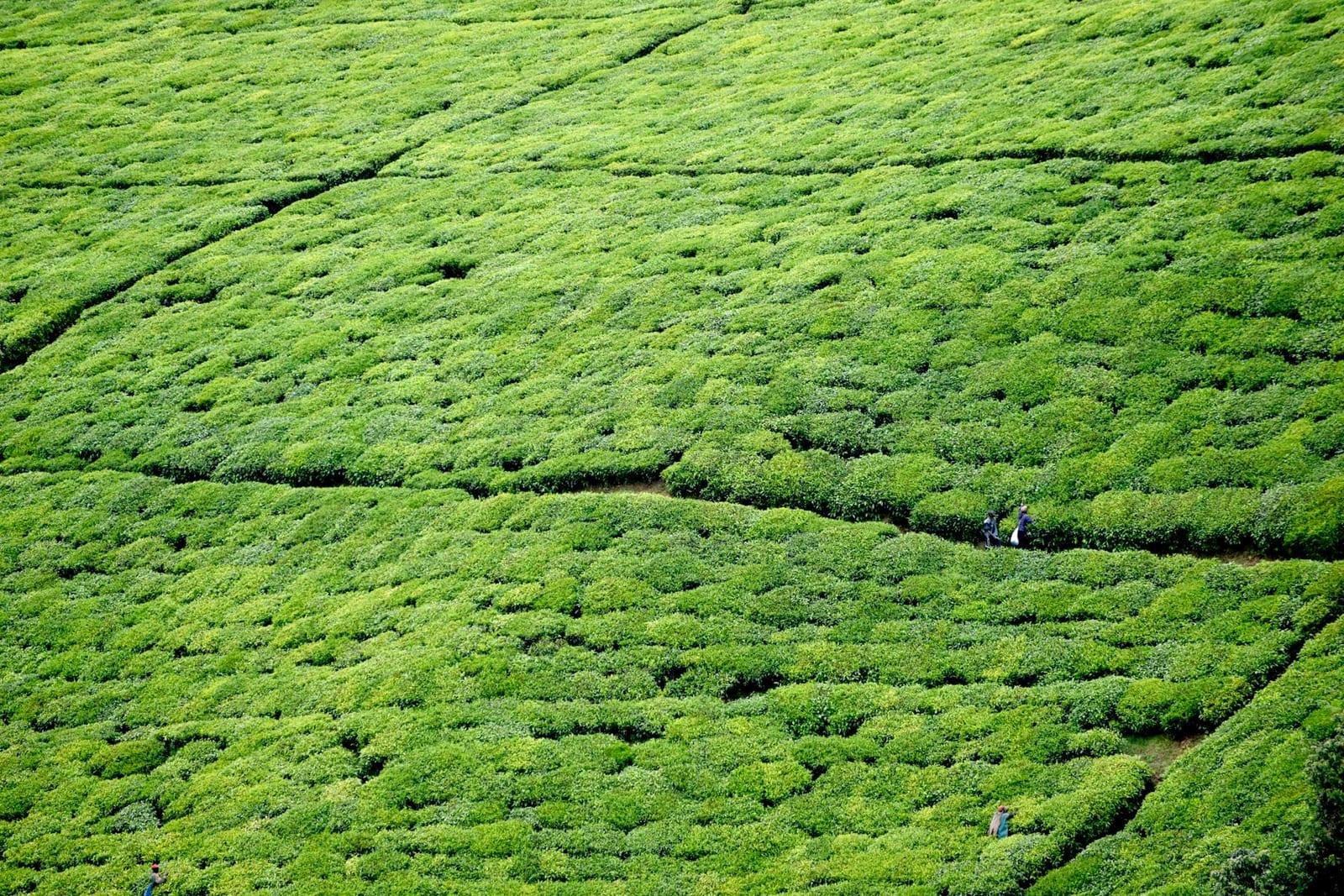 Kibira National Park, Burundi