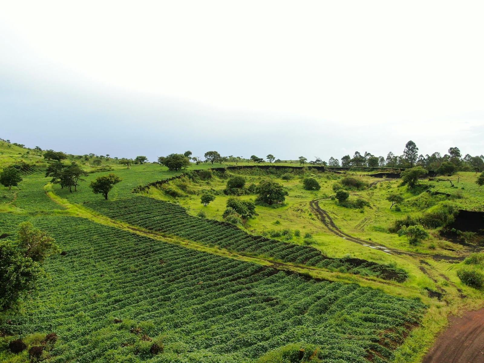 Mount Cameroon, Cameroon