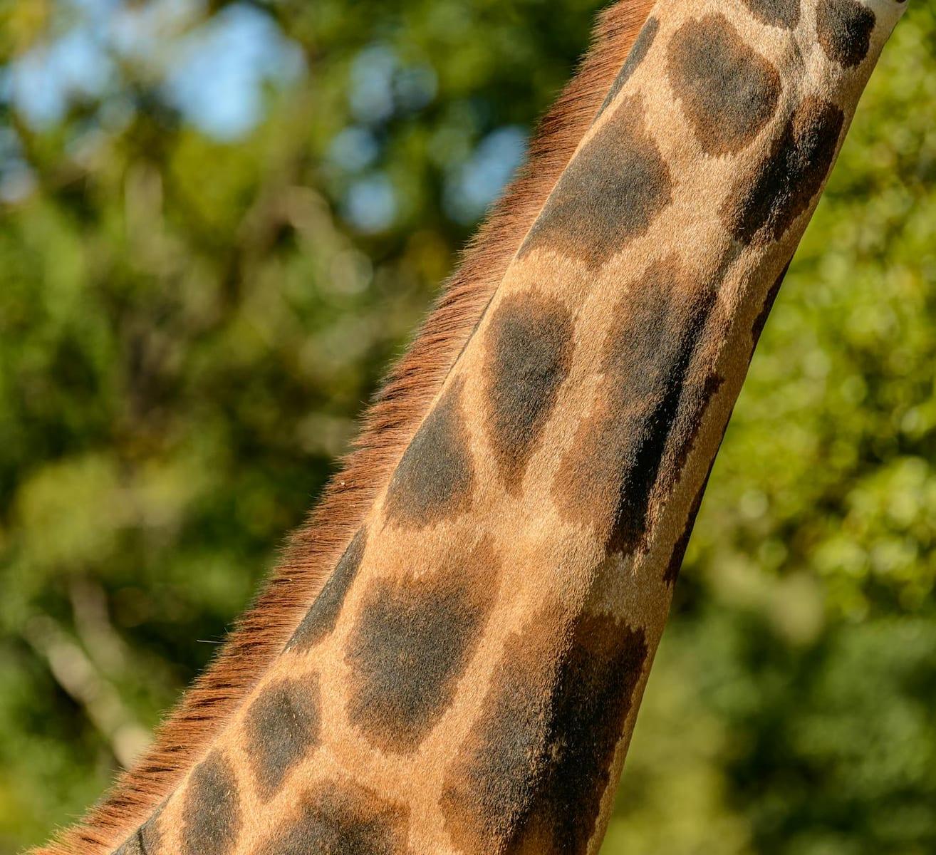 Waza National Park, Cameroon
