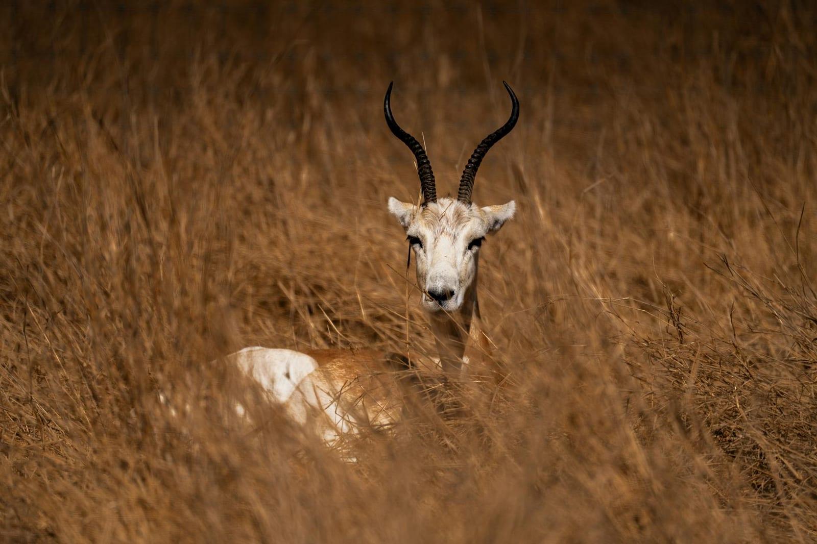 Ouadi-Rime-Ouadi Achim Faunal Reserve, Chad