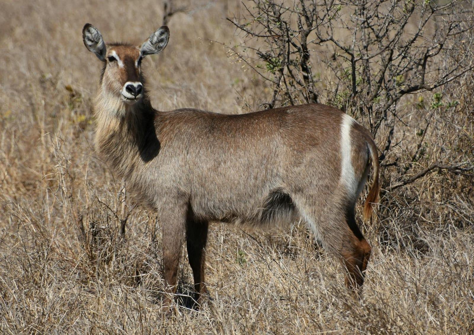 Zakouma National Park/Bahr Salamat Faunal Reserve, Chad