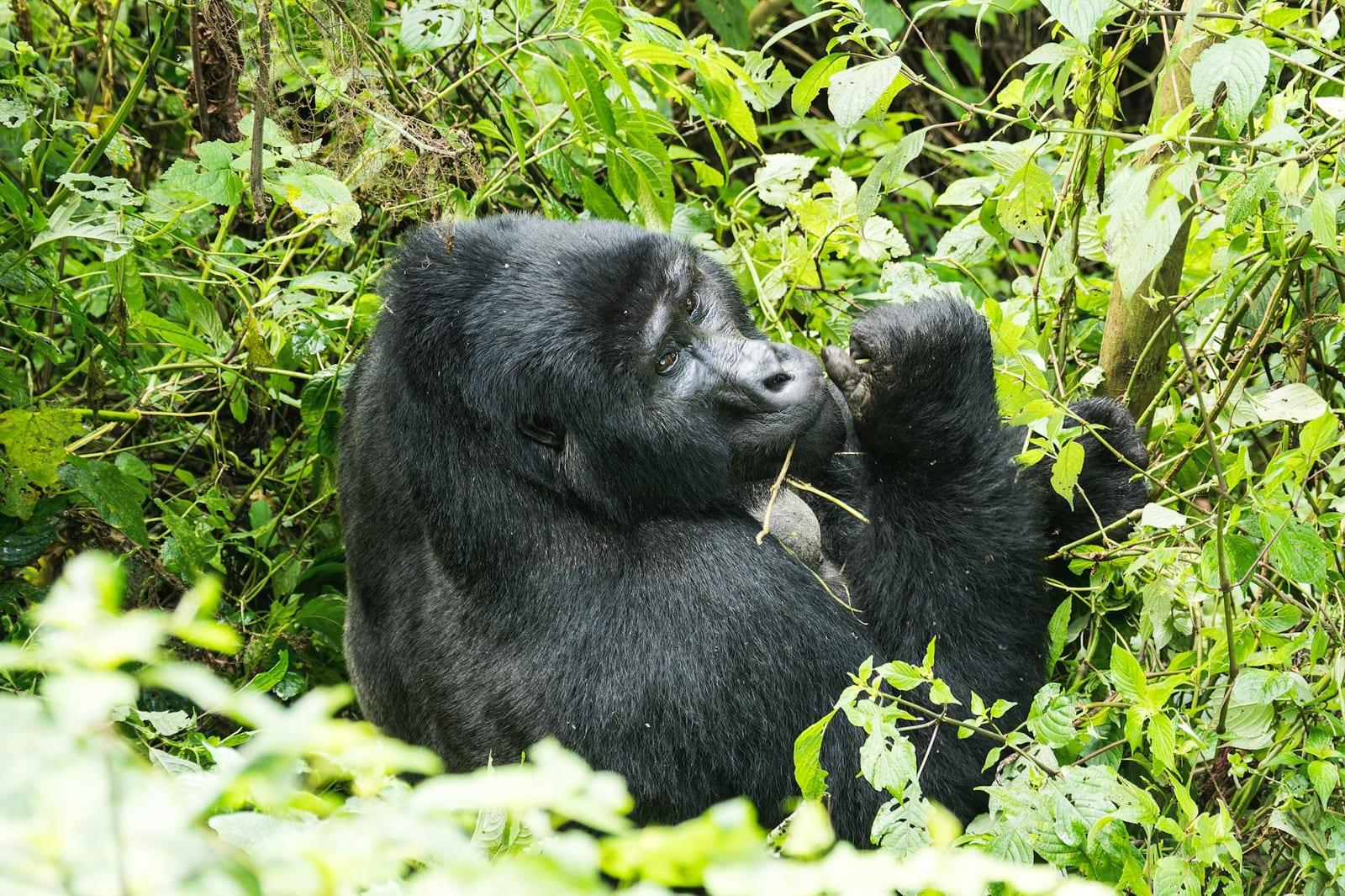 Conkouati-Douli National Park, Congo