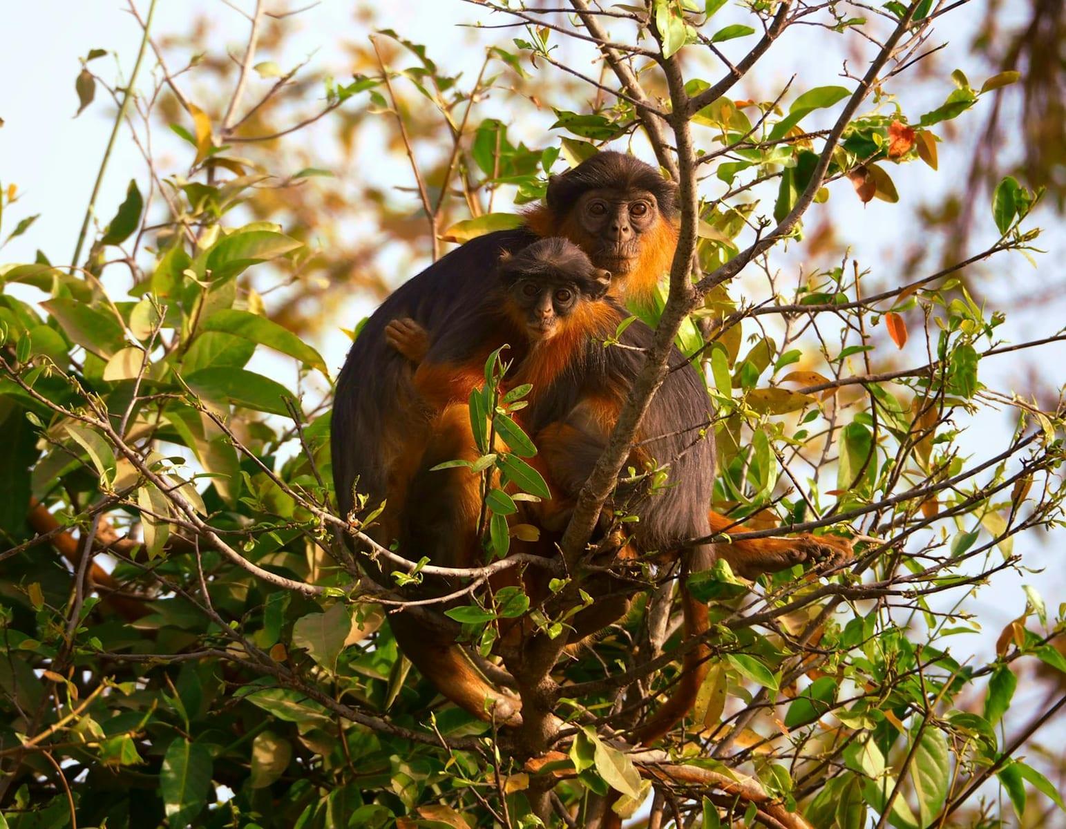 Bijilo Forest Park, Gambia