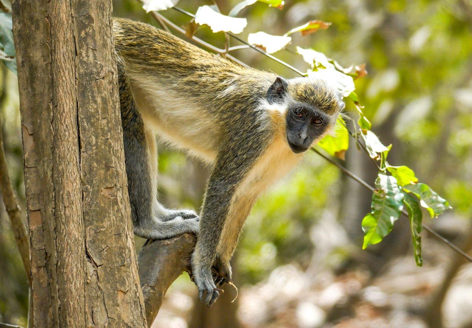 Kiang West National Park, Gambia