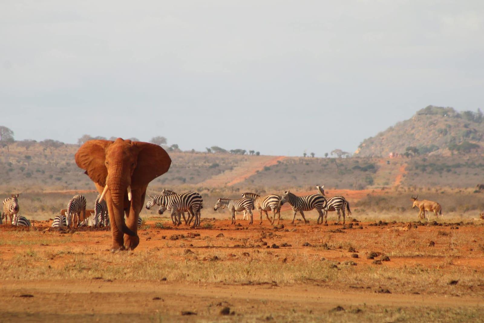 Tsavo, Kenya