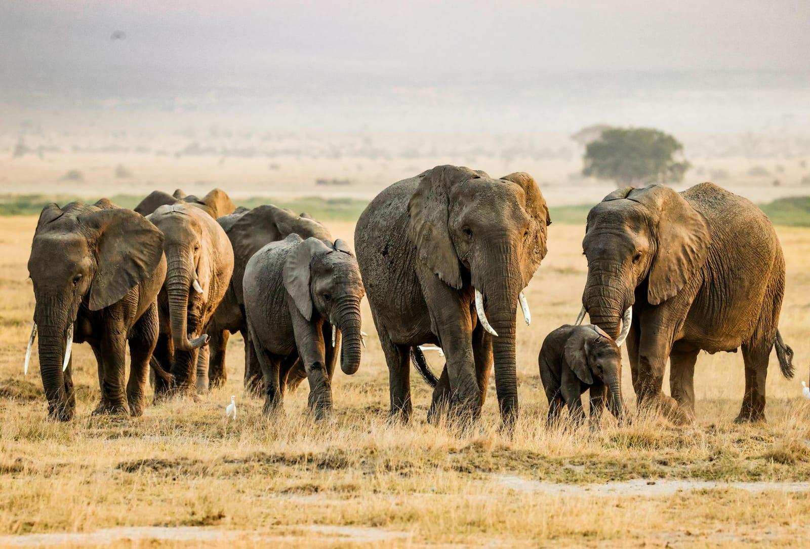 Amboseli National Park, Kenya