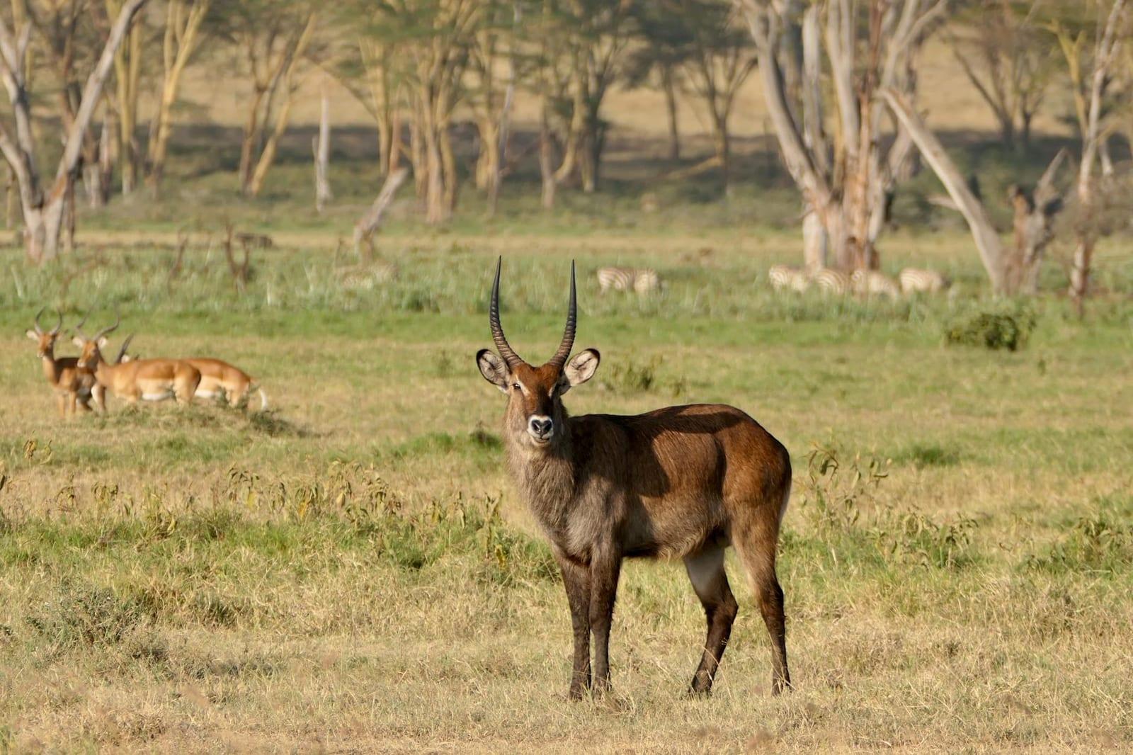 Aberdare National Park, Kenya