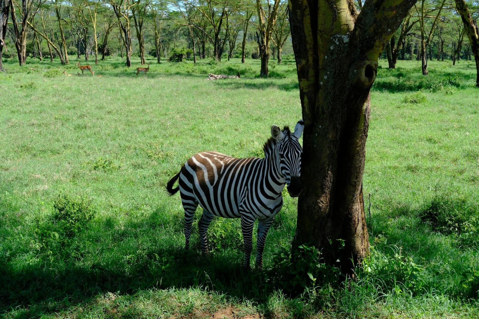 Kakamega Forest, Kenya