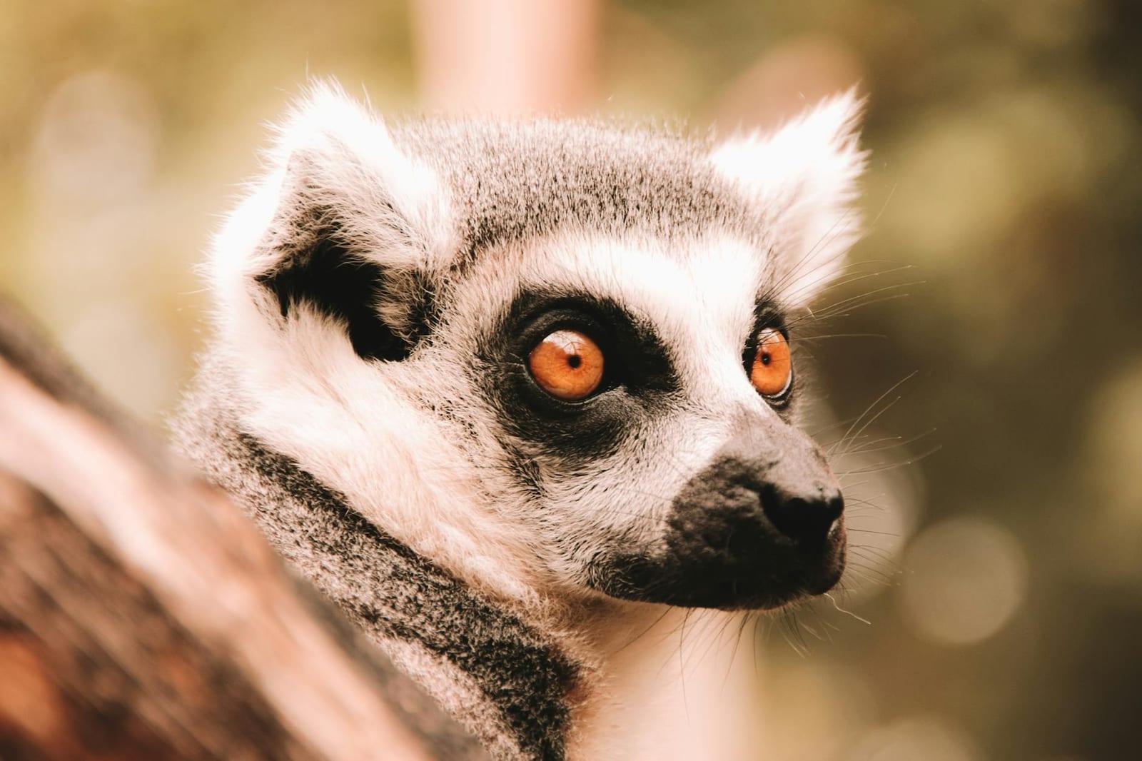 Analamazaotra Special Reserve, Madagascar