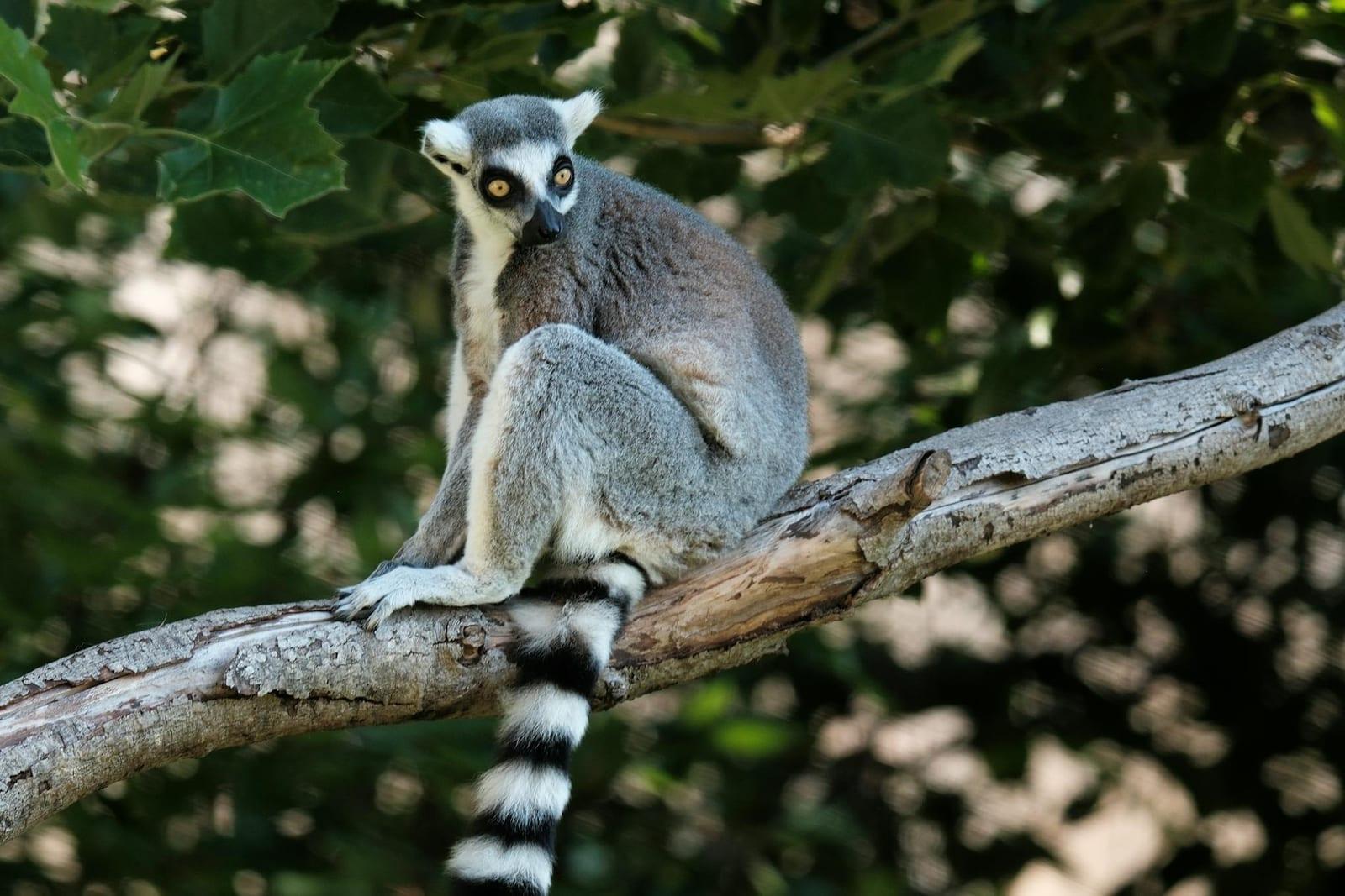 Tsingy de Bemaraha National Park, Madagascar