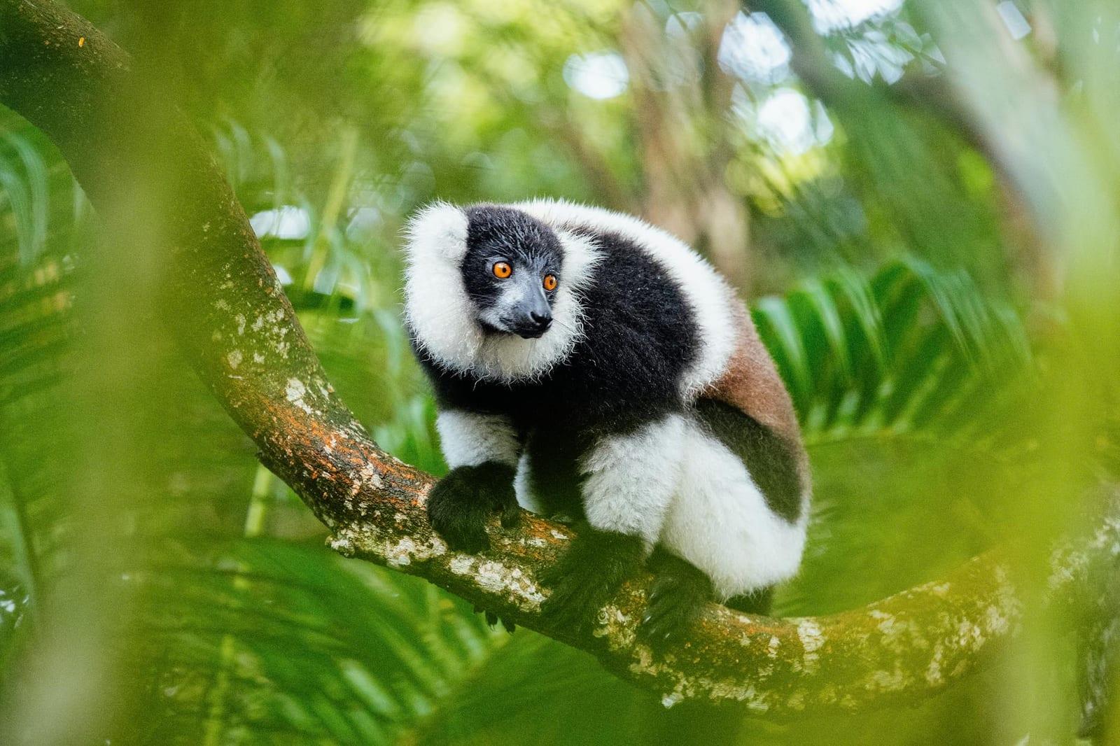 Ranomafana National Park, Madagascar