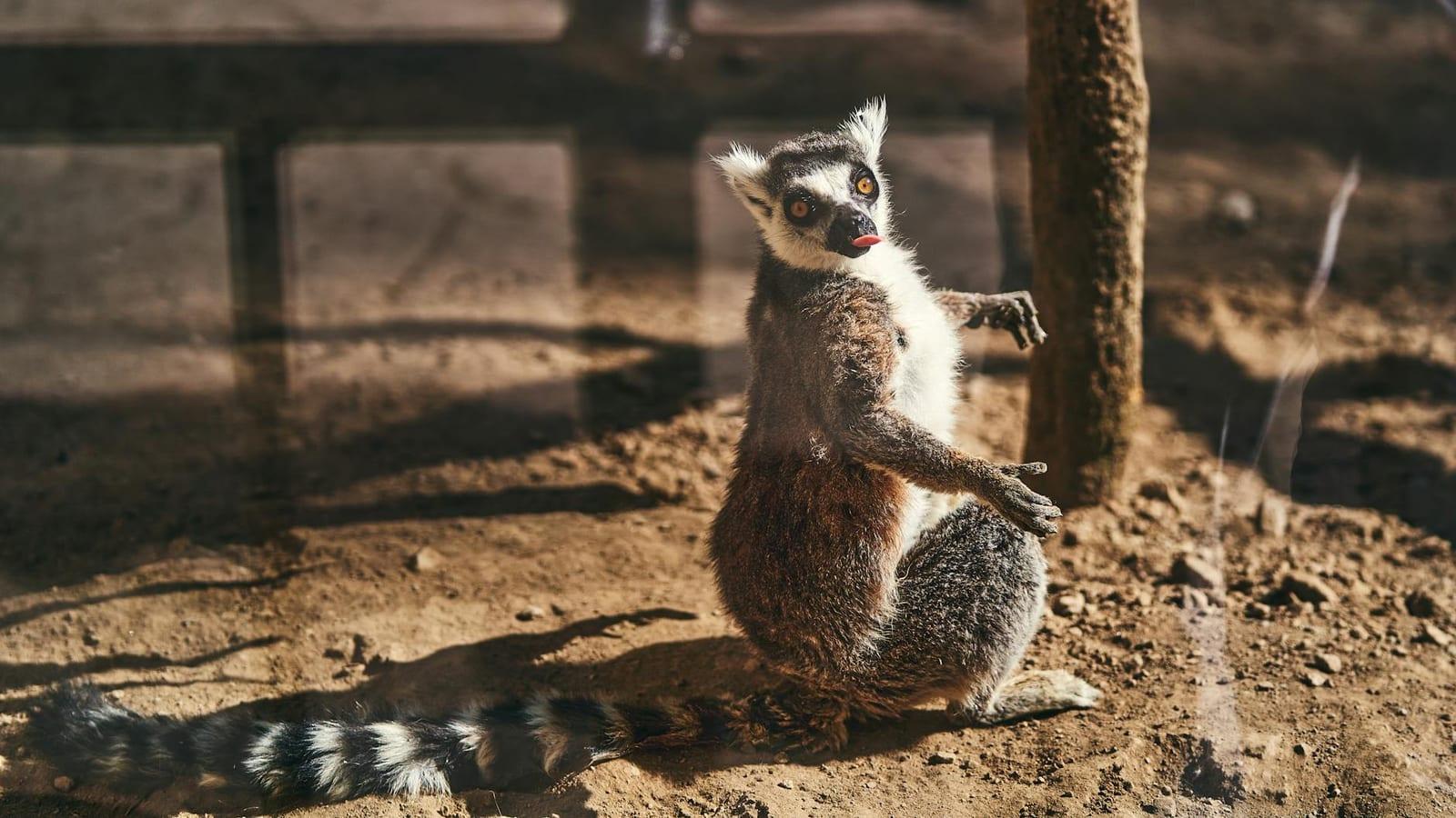 Beza Mahafaly Reserve, Madagascar