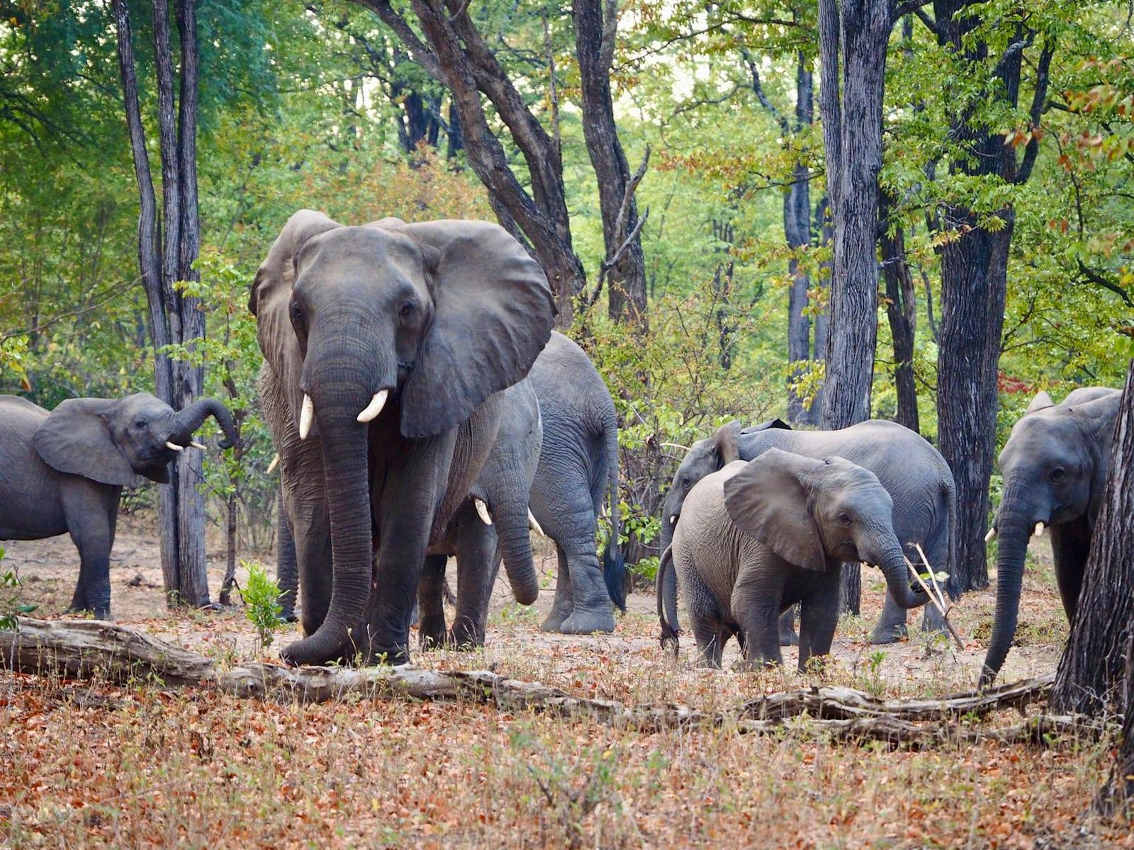 Liwonde National Park, Malawi