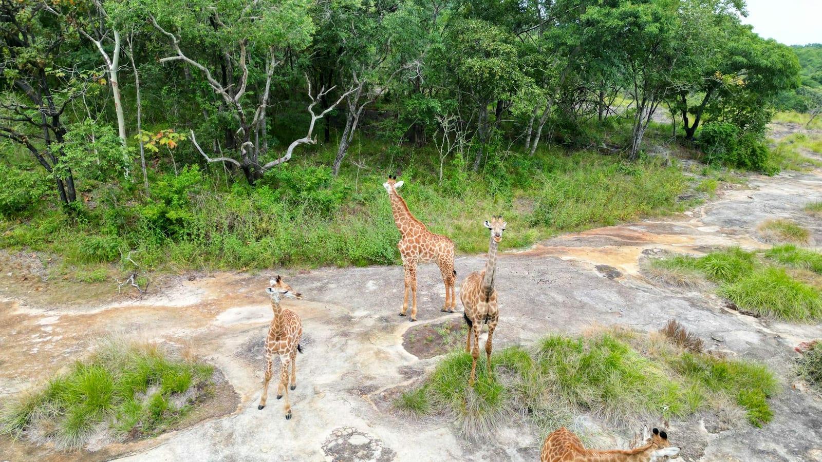 Gorongosa National Park, Mozambique