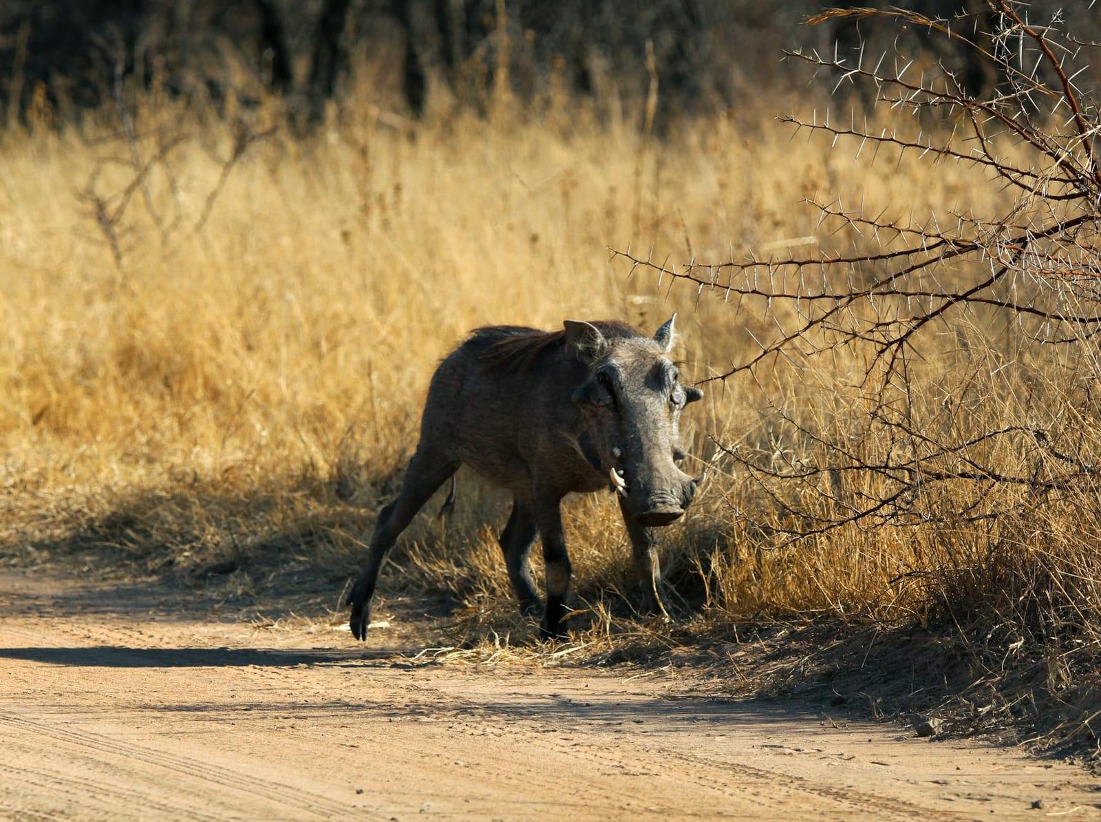 Great Limpopo Transfrontier Park, Mozambique