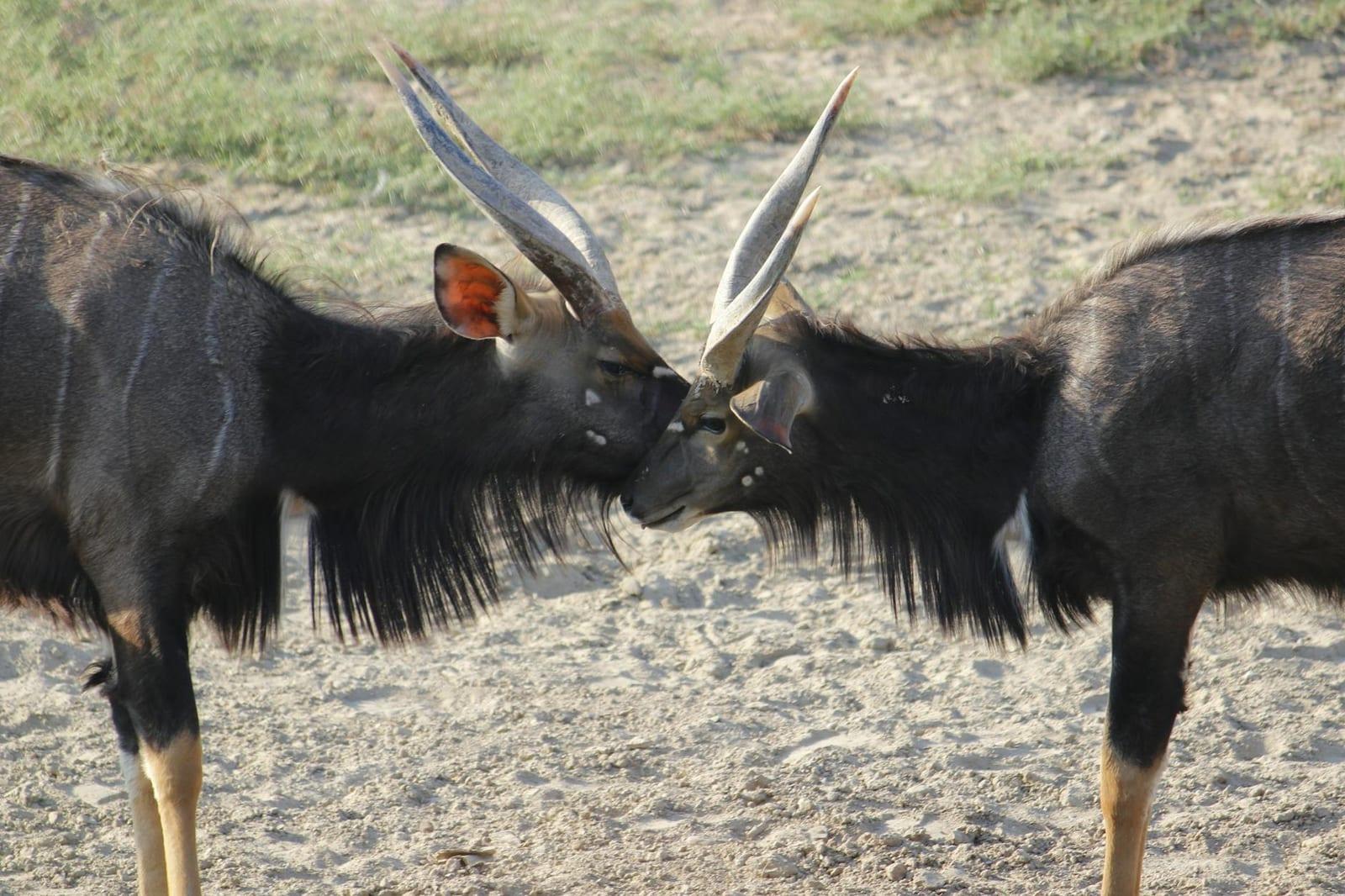 Niassa Game Reserve, Mozambique