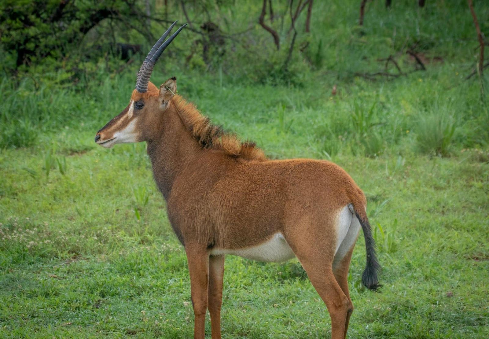 “W” National Park, Niger
