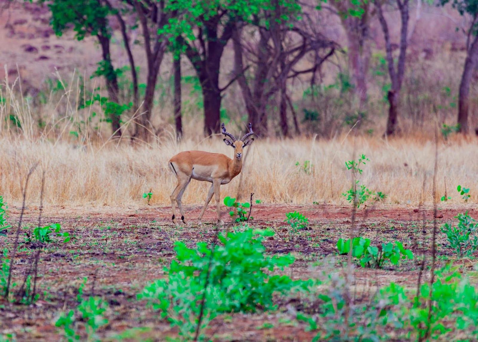 Yankari Game Reserve, Nigeria