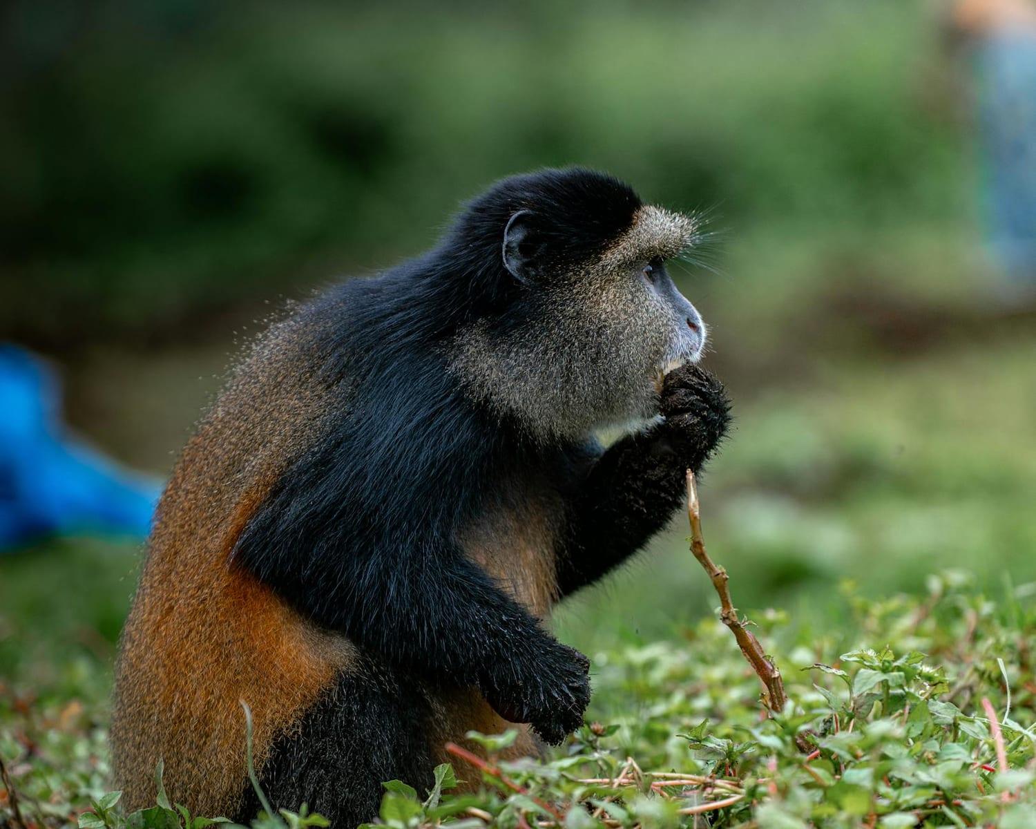 Nyungwe National Park, Rwanda
