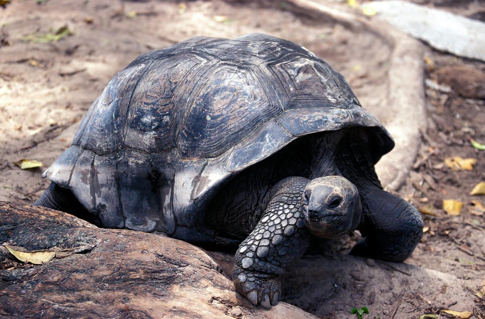 Aldabra, Seychelles