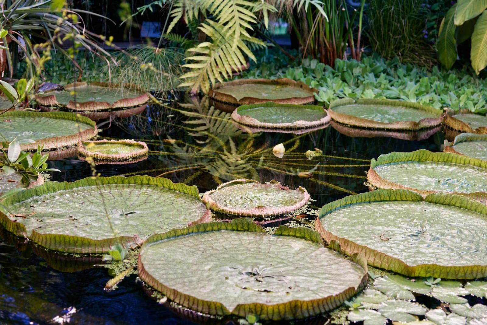 Victoria Botanical Gardens, Seychelles