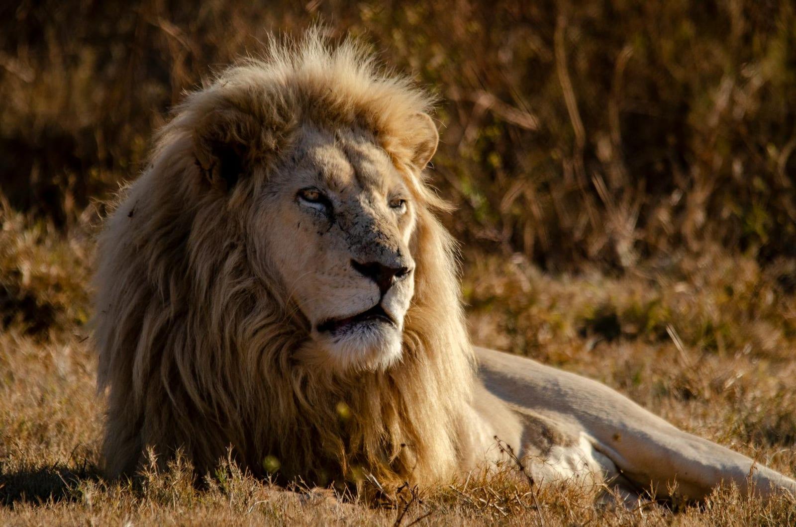 Hlane Royal National Park, Eswatini
