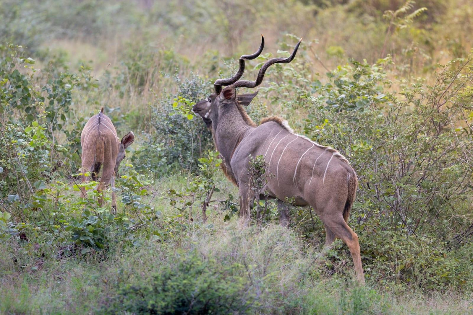 Mkhaya Game Reserve, Eswatini