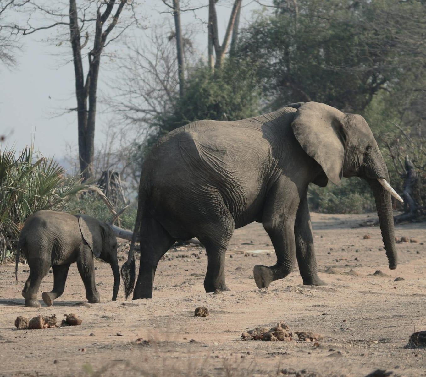 South Luangwa National Park, Zambia