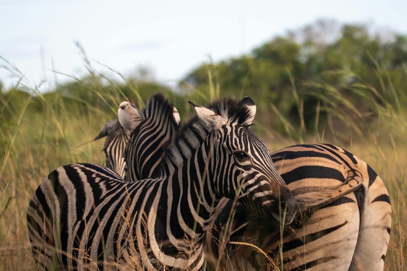 Kafue National Park, Zambia