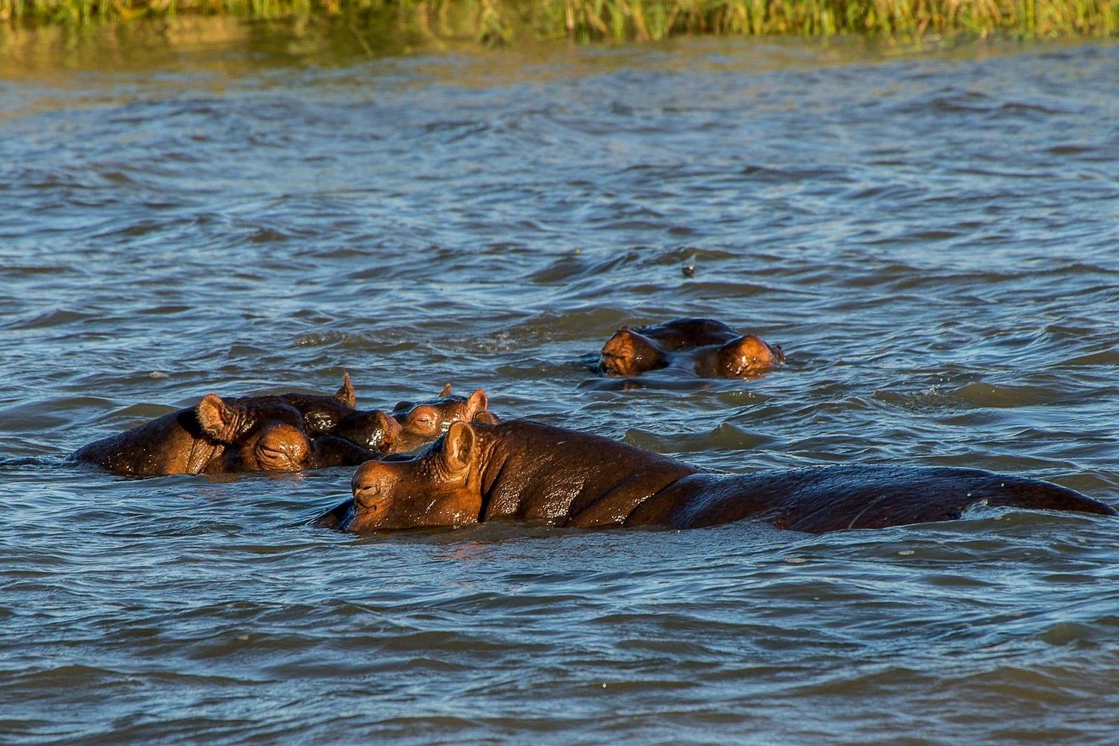 Lake Bangweulu, Zambia