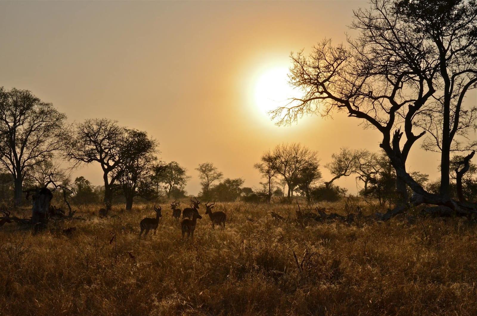 Hwange National Park, Zimbabwe