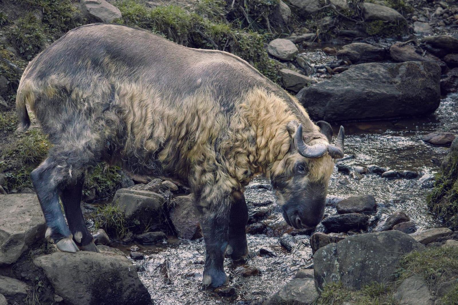 Phrumsengla National Park, Bhutan