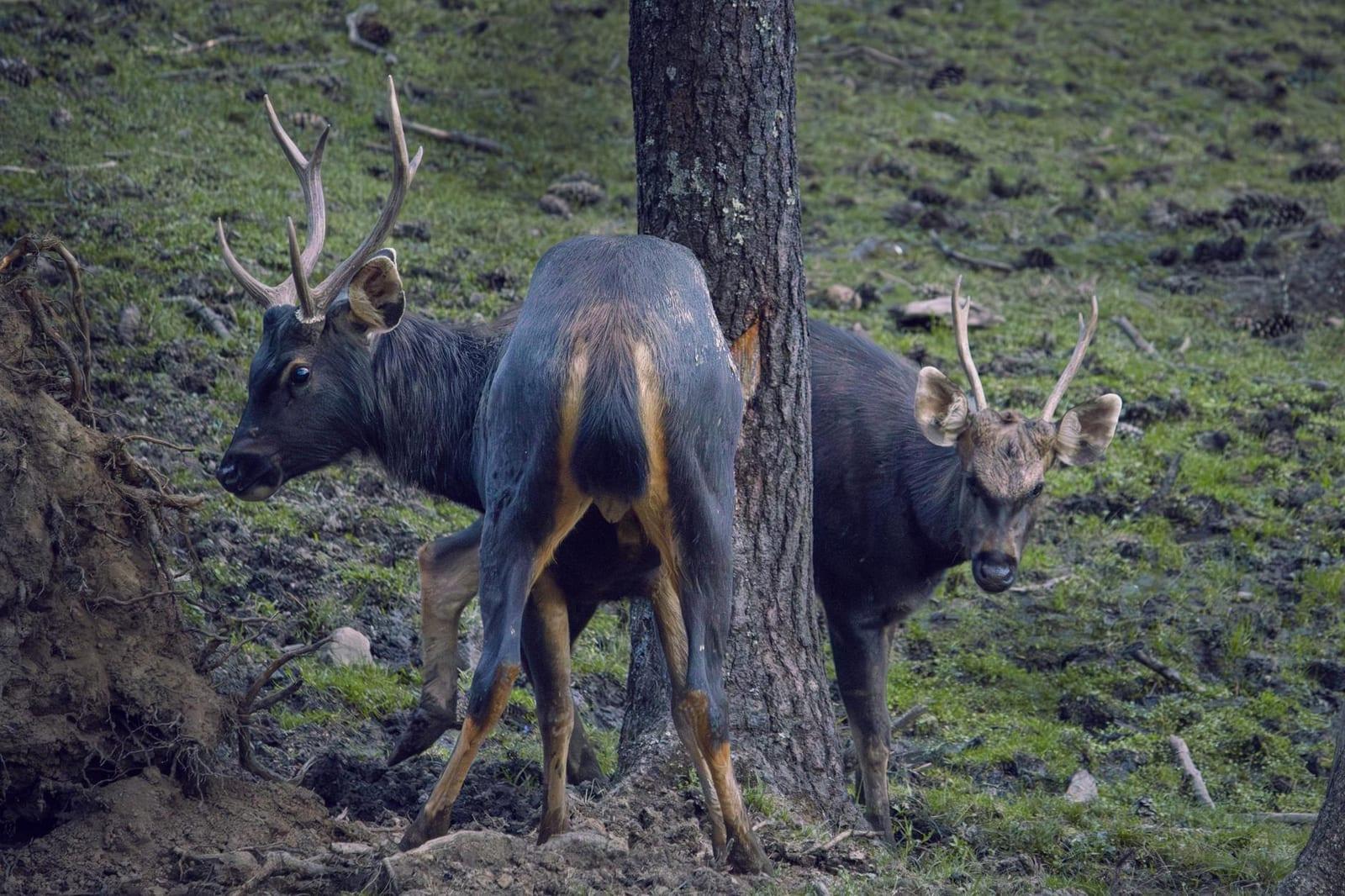 Phibsoo Wildlife Sanctuary, Bhutan