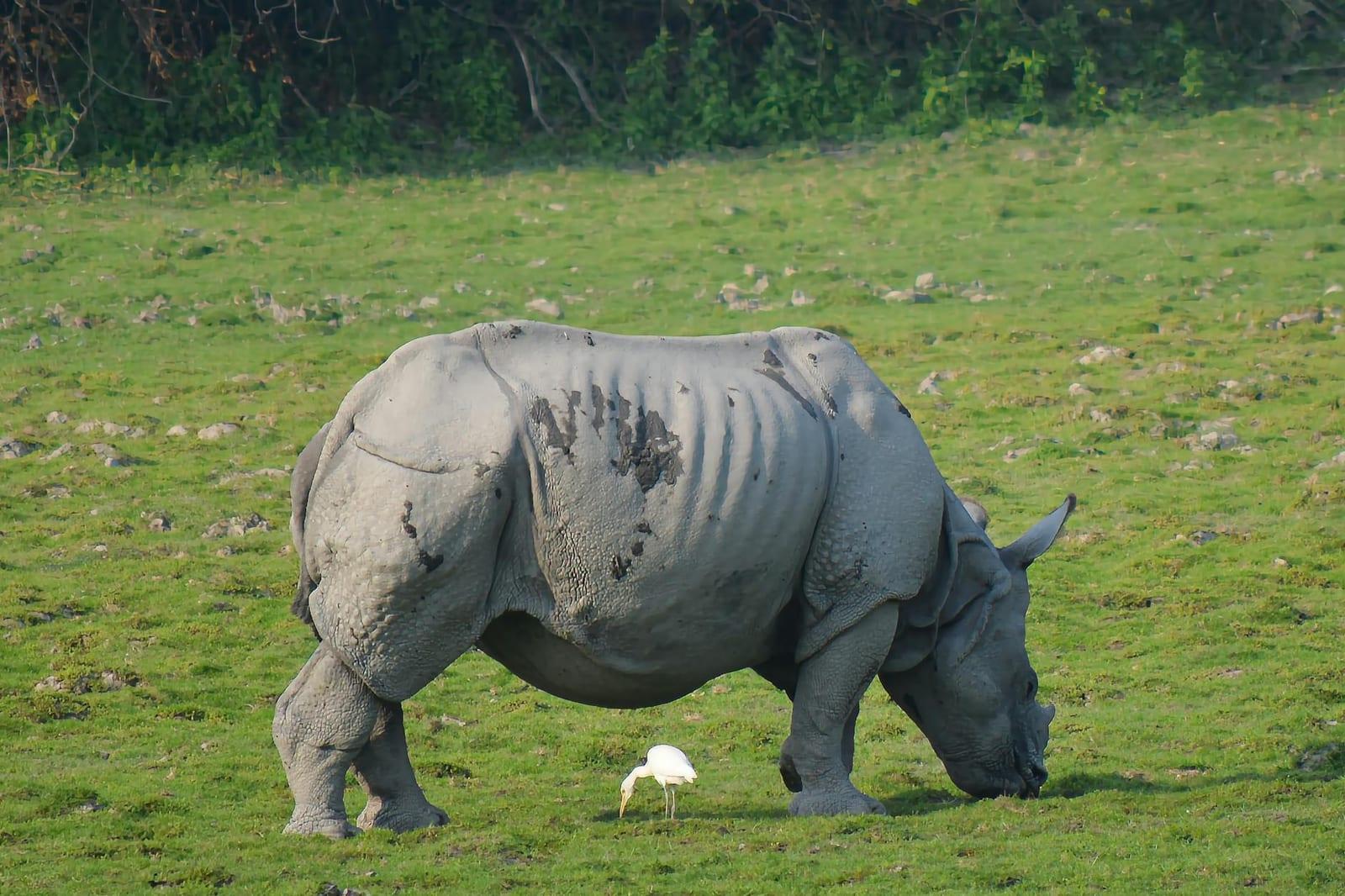 Kaziranga National Park, India
